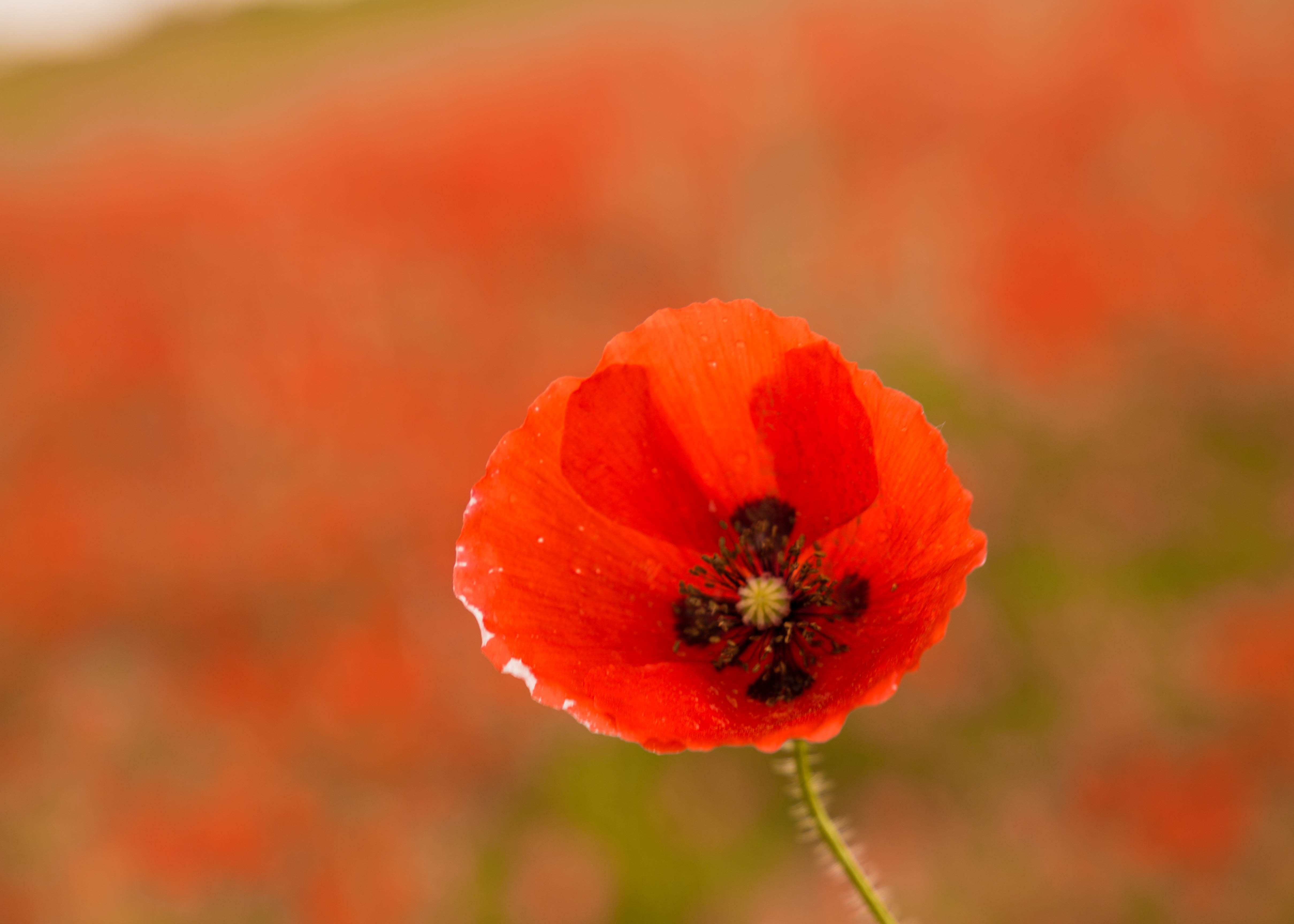 Poppy Fields | O’Bon Paris | Easy to be Parisian